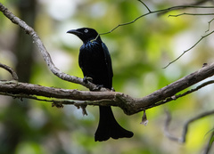 Dicrurus hottentottus