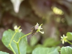 Closterotomus fulvomaculatus