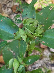 Commelina virginica