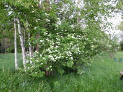 Viburnum opulus americanum