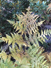 Pteridium aquilinum pubescens