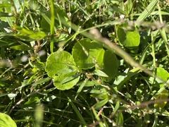 Hydrocotyle bonariensis