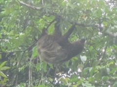 Choloepus didactylus