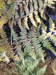 Pteridium aquilinum pubescens