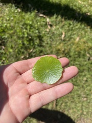 Hydrocotyle bonariensis