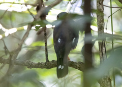 Accipiter trinotatus