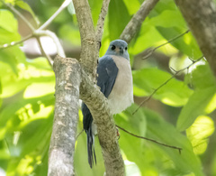Accipiter trinotatus