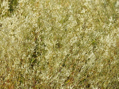 Polygonella polygama polygama