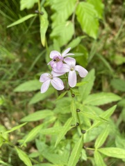 Cardamine bulbifera