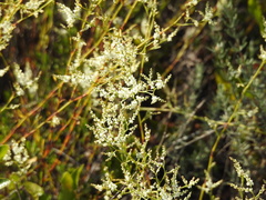 Polygonella polygama polygama