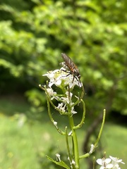 Empis tessellata