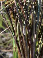 Eleocharis palustris