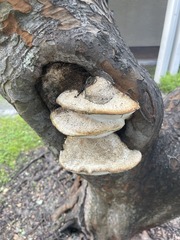 Trametes trogii