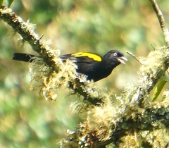 Cacicus chrysopterus