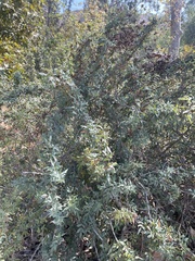 Berberis nevinii