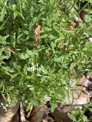 Cardamine flexuosa