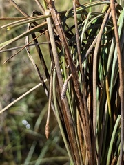 Eleocharis palustris