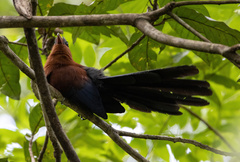 Rhamphococcyx calyorhynchus