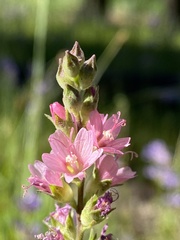 Sidalcea