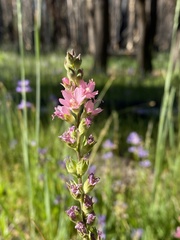 Sidalcea