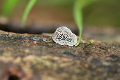 Resupinatus trichotis