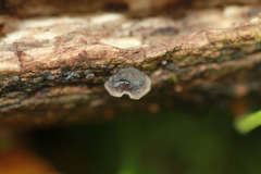 Resupinatus trichotis