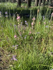 Sidalcea
