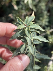 Berberis nevinii
