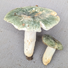 Russula virescens