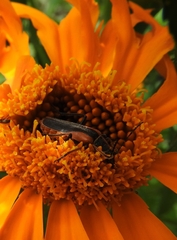 Chauliognathus limbicollis