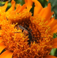 Chauliognathus limbicollis