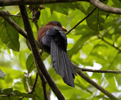 Rhamphococcyx calyorhynchus