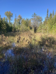 Eleocharis palustris