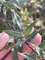 Berberis nevinii