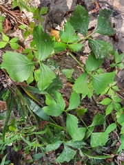 Rudbeckia laciniata