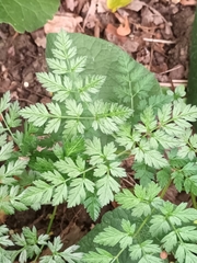 Anthriscus cerefolium