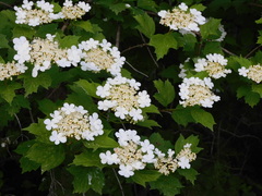 Viburnum opulus americanum
