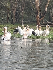 Pelecanus onocrotalus