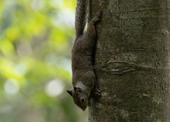 Prosciurillus leucomus