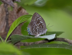 Arhopala acetes