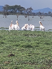 Pelecanus onocrotalus