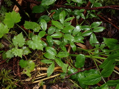 Angelica genuflexa