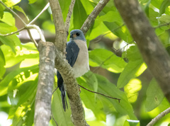 Accipiter trinotatus
