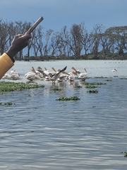 Pelecanus onocrotalus