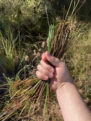 Eleocharis palustris