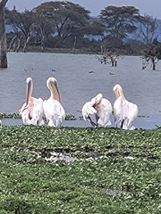 Pelecanus onocrotalus
