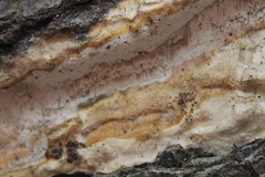 Haploporus tuberculosus