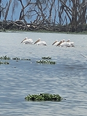 Pelecanus onocrotalus