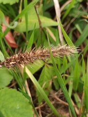 Setaria verticillata