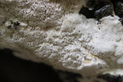 Haploporus tuberculosus